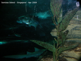 20090422 Singapore-Sentosa Island  37 of 97 